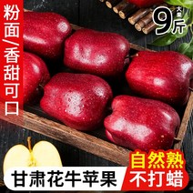 Huaniu 사과 Gansu Tianshui 9 catties 신선한 과일 전체 상자 임산부 사탕 심장 계절 붉은 뱀 가루 국수 플랫 과일 못생긴 과일, 1.  9캐티, 4.  85mm(포함)-90mm(포함되지 않음)