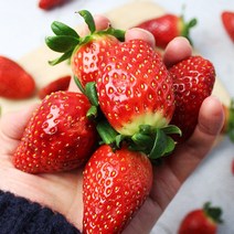 담양 설향딸기 생딸기 1kg 500g 왕딸기, 500g(대과)
