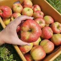 홍로 사과 홍로사과 장수사과 가을사과 추석사과 1.5~10키로 1박스, 2.5KG, 홍로 소과(8과~11과), 1개