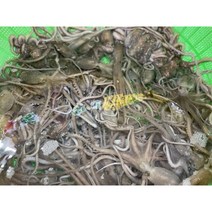 (10마리)목포세발낙지 신안 무안 뻘낙지 국산 산지직송 택배 볶음 탕탕이(평일 4시 이전 주문 출발), 세발낙지 10마리(가장 작은 낙지,한입거리)