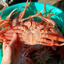 [신선담다] 산지직송 자숙 홍게 3kg 10-12미(소/수율60-80)