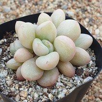 [다육식물]빌게이츠(군생)