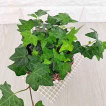 청아이비(소) 넝쿨식물 키우기 쉬운 실내 공기청정 화훼농장 식물 화초 화분, 단품