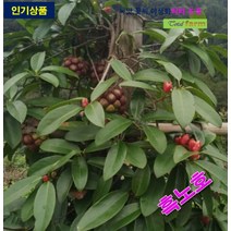 포트묘 흑노호 묘목 5주