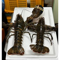 활 랍스터 최고품질 항공직송 [원산지:캐나다], ★1인추천★최고 품질 활 랍스터1kg