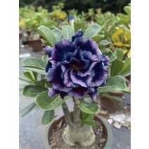 향피우기 향기로운 사막 장미 아로마 테라피 adanium obe범 식물 향 2 개, [06] 6