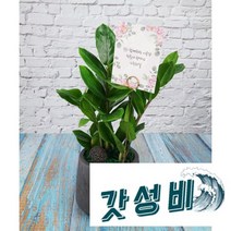 두루화분 공기정화 전자파차단 승진 영전 개업 이사 축하선물, 그레이, 칼랑코에