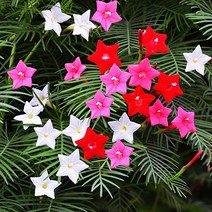 [모야모 꽃씨] 유홍초 3종 씨앗 선택구매, 새깃유홍초 혼합색 10립