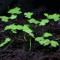 [킴아쿠아] 아메리칸 노치도메 6촉 초보자수초 음성수초