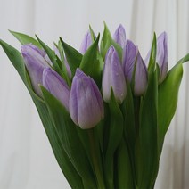 [로즈온리] 튤립 연보라 한단 생화택배