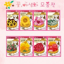 꽃 야생화 비올라 금계국 안개초 봉선화 패랭이꽃 코스모스 해바라기 꽃키우기, 22.시계꽃 10립