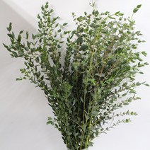 파블로 유칼립투스 생화택배 (고속터미널꽃시장 직배송) 꽃예꽃 드라이플라워, 취소처리(취소선택시 다른꽃변경불가), 금~일요일 구매시 (화요일 도착)