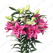 우리화훼종묘 백합 구근- 로즈릴리 에즈라, 1개