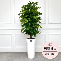 에코플랜트 실내 공기정화 식물 개업식 사무실 이전 승진 까페 개원 집들이 선물 개업 축하 화분 배달 [서울 경기 당일배송]<토요일 오후 일요일 주문건 월요일배송