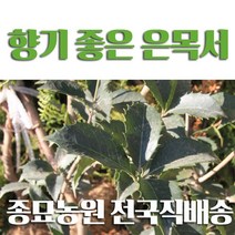 대한조경농원 은목서 (H1.0 이상), 은목서 (2그루)