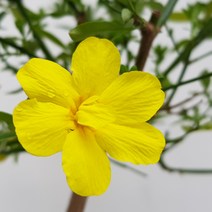 영춘화(8대품 동일품배송)