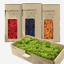 스칸디아모스 500g 천연 이끼 공기정화 이끼식물 DIY 세트, 레드_자연500g, 1개