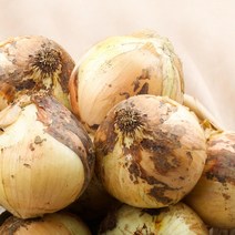 무안 양파(소), 5kg, 5kg