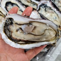 통영 앞바다 산지직송 후회없을 최상급 하프셀 / 반각굴, 60미 내외 / 2단 / 3인분