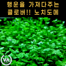 (미못수족관) 전경 중경 후경 아무데나 심어도 이쁜 노치도메(3촉)