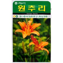 원추리 꽃씨앗 30립, 1개