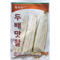 두배맛찰옥수수씨앗100립 팜한농 수량성 두배 재배가 용이하여 맛이 우수한 찰옥수수