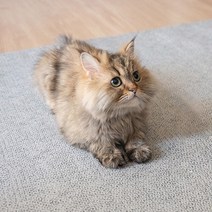 쓱러그 방수 워셔블 세탁 여름 거실 고양이 강아지 먼지안붙는 러그