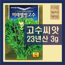 고수 씨앗 3g 23년생산