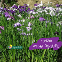 엔사타 아이리스 [3포트] 꽃색랜덤 (복남이네 야생화 모종 일본 붓꽃 irises 여름)