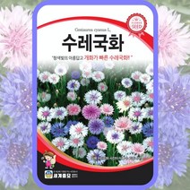 수레국화 씨앗 2g / 꽃씨 키우기 화단가꾸기