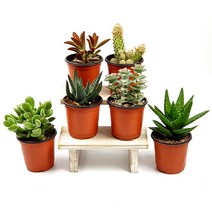 미스터허브 국민 다육이 미니다육 키우기 종류 식물 화분, 13_성자