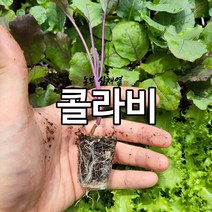 콜라비모종 10개 텃밭 모종씨앗 적콜라비 모종 채소 모종키우기 미니텃밭 배란다텃밭, 콜라비 모종10개