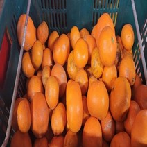 못난이감귤 제주 저농약 노지감귤 12브릭스이상, 5kg