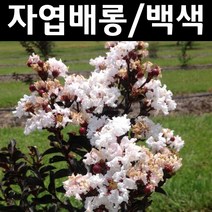 왜성자엽배롱나무 블랙다이아몬드(백색) 개화주 1개/나무 묘목/활엽수/정원용