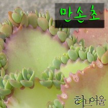 [허브여울불사조] 만손초(클론번식) 지름 9cm 소품 다육화분, 3개