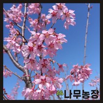 (나무농장) 벚나무 일세벚 R3 내외 분, 1개