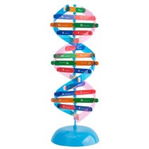 DNA 조립형 입체모형 이중나선 분자구조 조립키트 방과후수업 실기재료 고등과학 초등교구 실험실 교구
