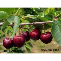 과일나라 퍼플 체리 묘목 (수정액 특허보유), 1개