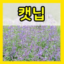 캣닢 씨 1g 캣닢씨앗 허브 식물 꽃 키우기 종자 파종
