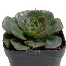 [꽃사랑식물나라] 롱기시마 다육이 공기정화식물 식물키우기 화분 인테리어