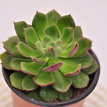조안다니엘 다육이 에케베리아 아프리카 희귀 화초 꽃 화분 다육식물 랜덤91-20, 단품, 1개