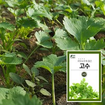 마이플랜트 고수 300립 채소 과일 씨앗 베란다 텃밭 가꾸기