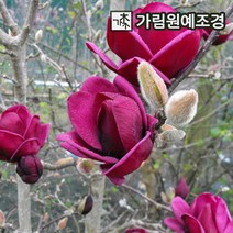 목하원예조경 꽃나무 목련나무 (R3상 개화주)