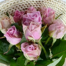 장미꽃 생화 꽃다발 생화택배 여자친구선물, 헤라장미