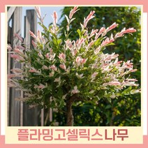 버드나무 묘목 무늬버들 플라밍고셀릭스 120L 포트묘 2개