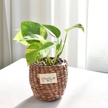 실내공기정화식물 율마 아레카야자 스킨답서스 산세베리아 테이블야자 유칼립투스 이레카야자 페페 스투키 몬스테라, 1.스킨답서스, 1개