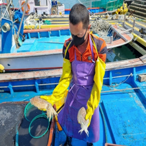 국내산 당일 배에서 받는 활 갑오징어 1kg 횟감 숙회 통찜 다 가능