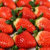 프리미엄 생딸기 설향 비타베리 딸기 설선물세트 과일선물세트, 딸기선물 설향 800g내외 / 24~30입