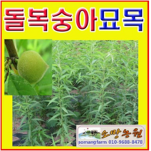 (D소망)개복숭아묘목 1년생 5그루