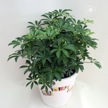 올플랜츠 홍콩야자 대품 공기정화식물 거실화분 M
